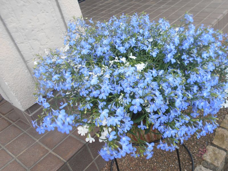 アズーロコンパクトの花